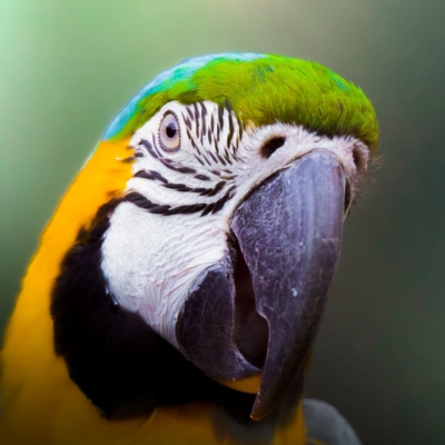 Lorem Ipsum has been the industry's (1) (1)